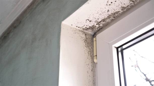 Best Toxic Mold Removal  in Elk Plain, WA