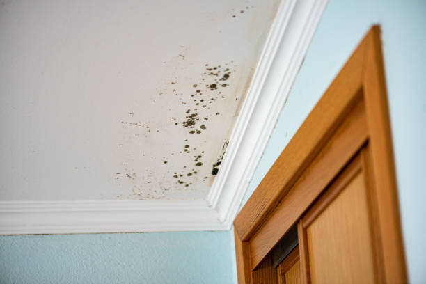 Best Residential Mold Removal  in Elk Plain, WA