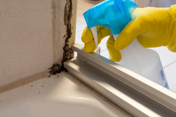 Best Mold Remediation Experts  in Elk Plain, WA