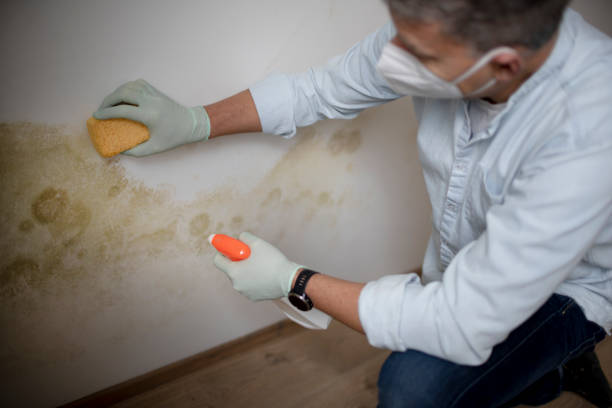 Best Mold Damage Repair  in Elk Plain, WA