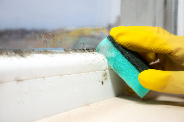 Best Mold Remediation  in Elk Plain, WA