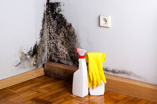 Best Certified Mold Removal  in Elk Plain, WA